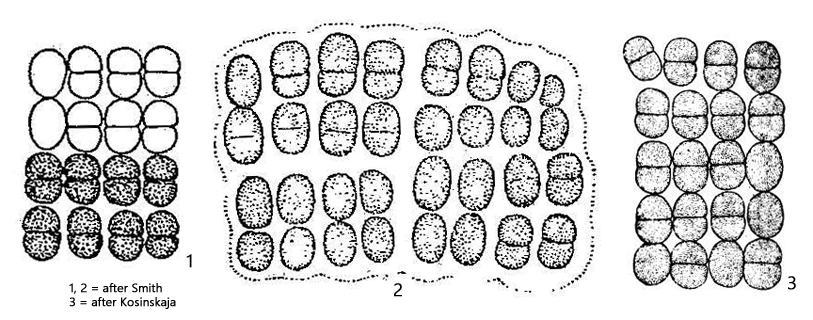 Merismopedia-elegans