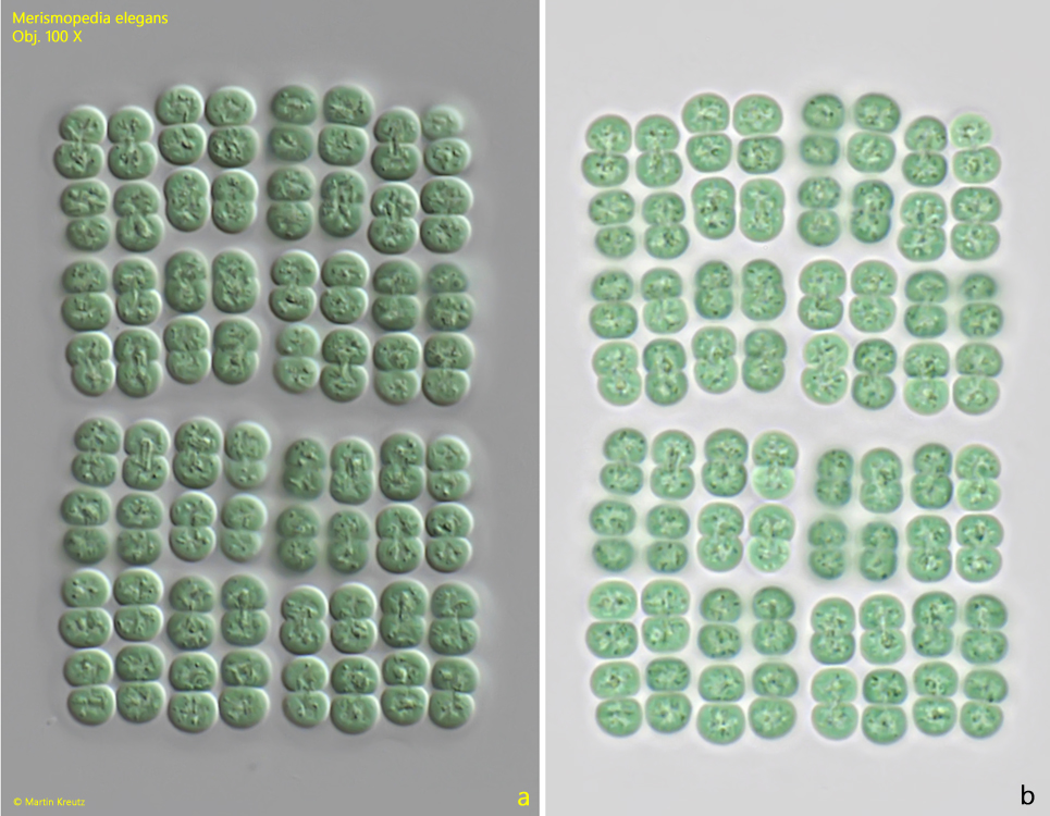 Merismopedia-elegans