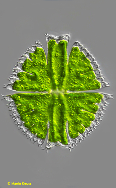 Micrasterias-fimbriata