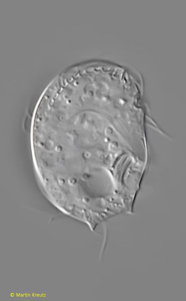 Microthorax-bidentatus