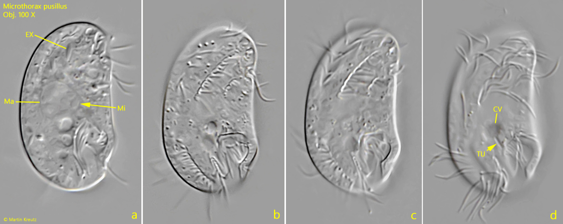 Microthorax-pusillus