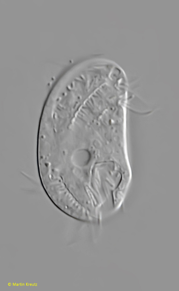 Microthorax-pusillus