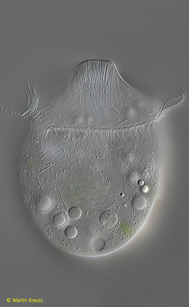 Monodinium-balbianii