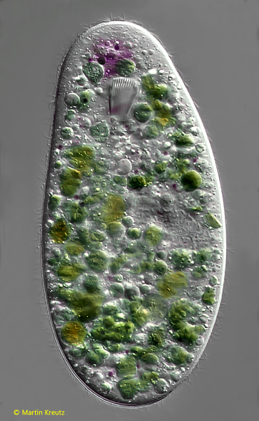 Nassulopsis-elegans