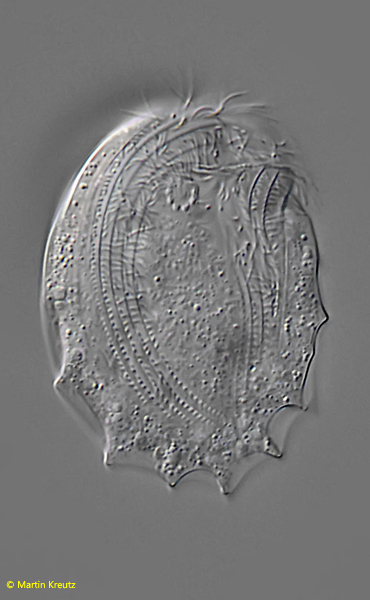 Odontochlamys-gouraudi