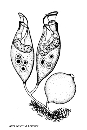 Opercularia asymmetrica