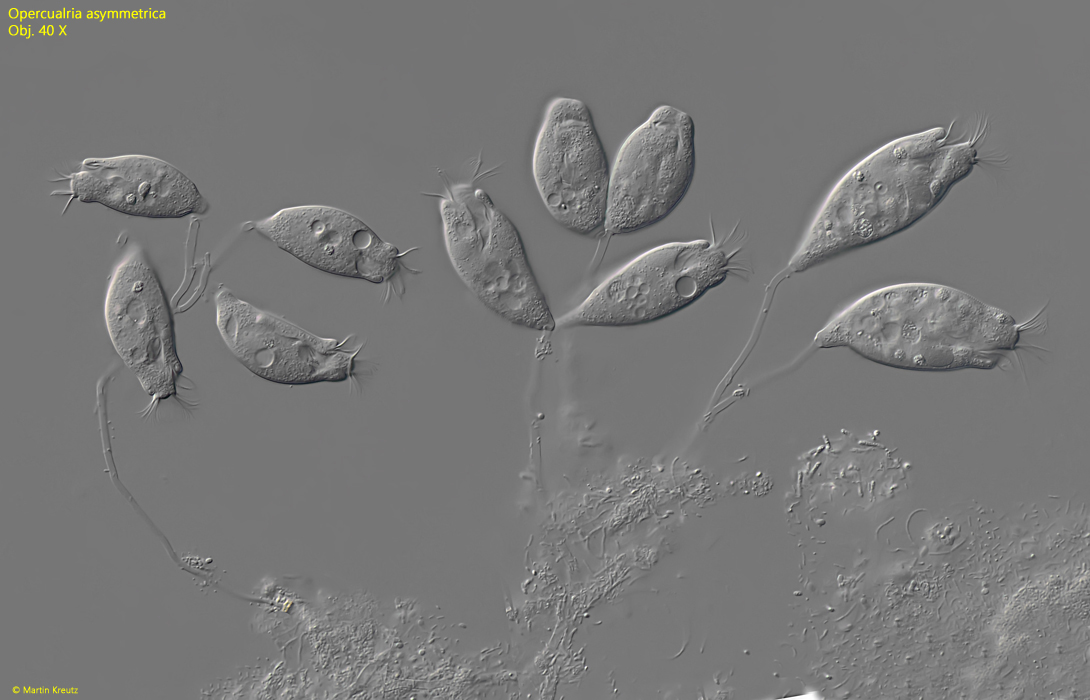 Opercularia asymmetrica