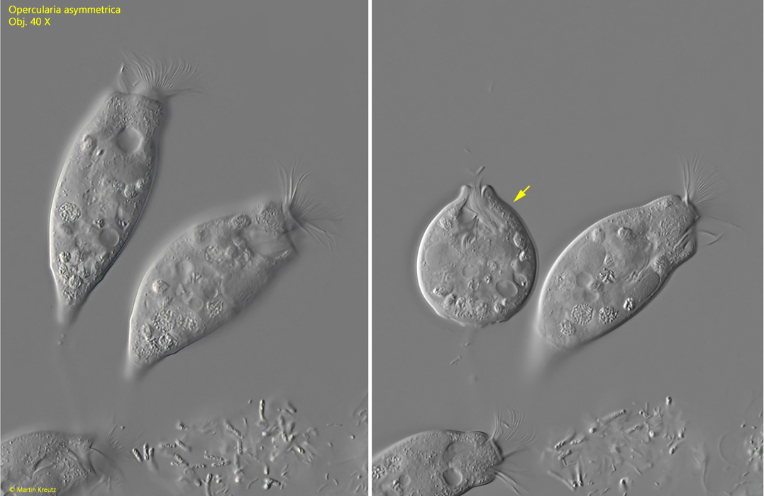 Opercularia asymmetrica