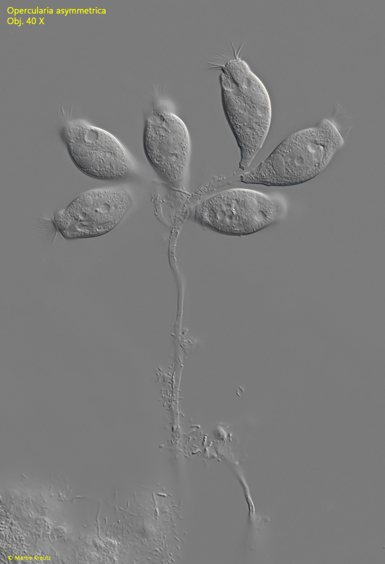 Opercularia asymmetrica