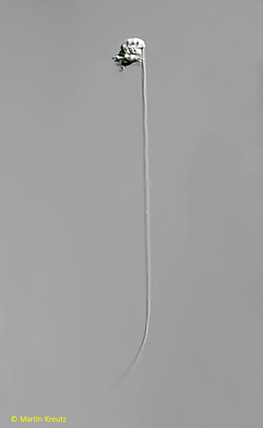 Pelagovorticella-natans