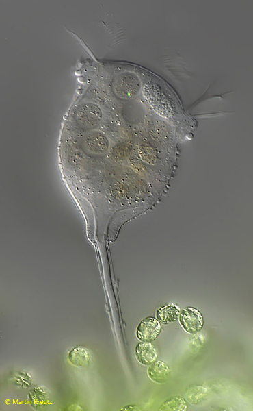 Pseudohaplocaulus-infravacuolatus