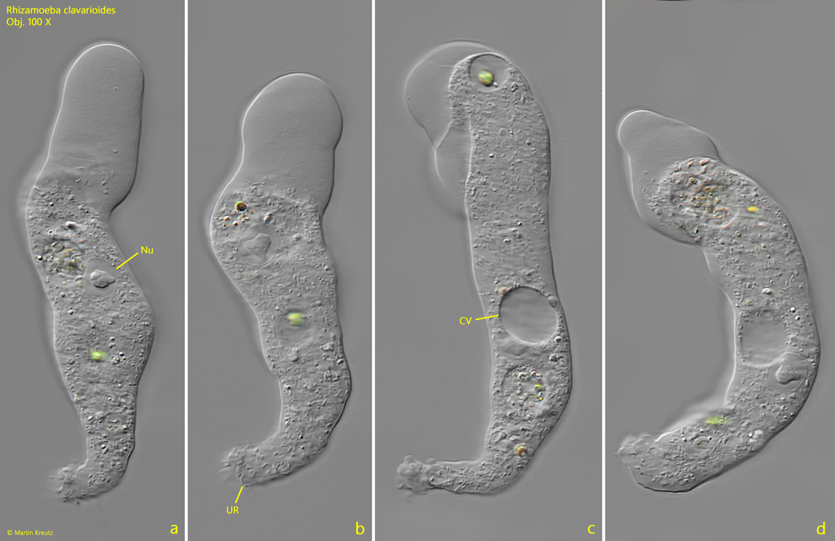 Rhizamoeba-clavarioides