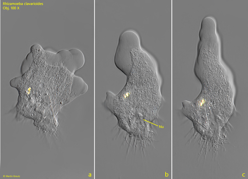 Rhizamoeba-clavarioides