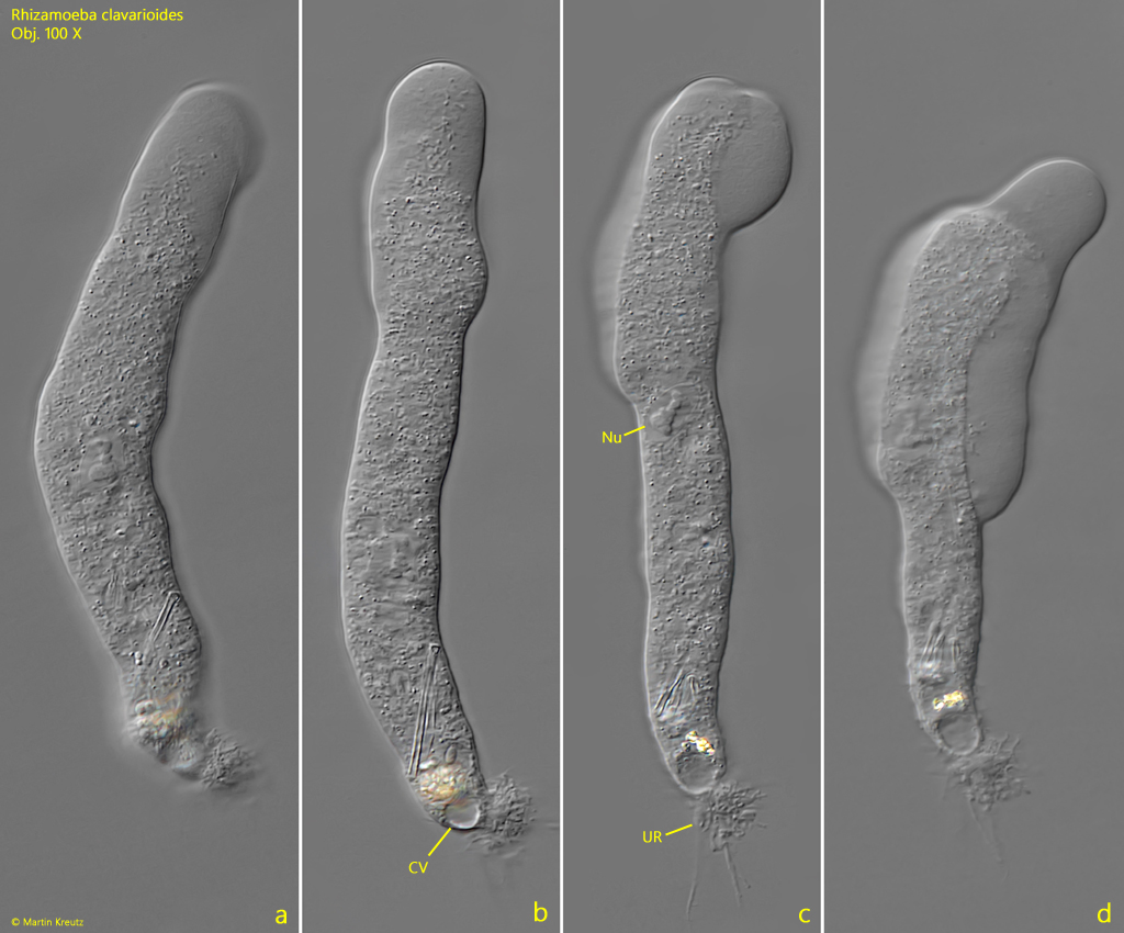Rhizamoeba-clavarioides