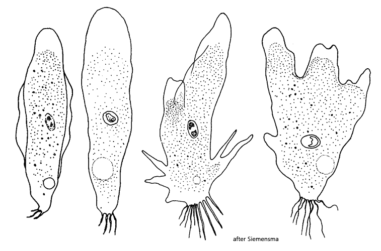 Rhizamoeba-clavarioides