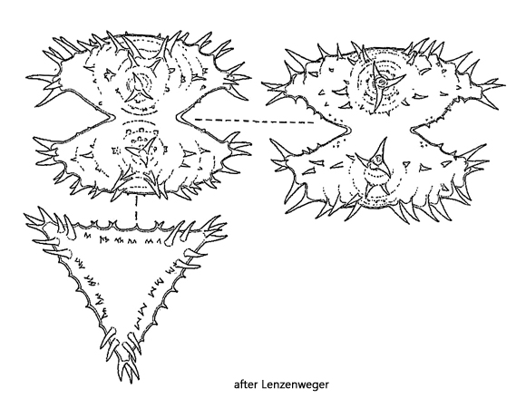 Staurastrum-aculeatum