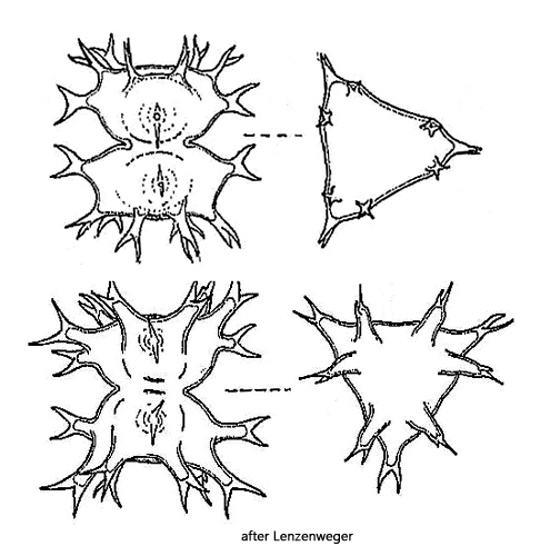 Staurastrum-furcatum