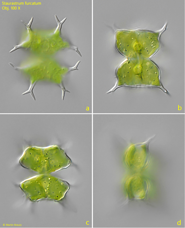 Staurastrum-furcatum