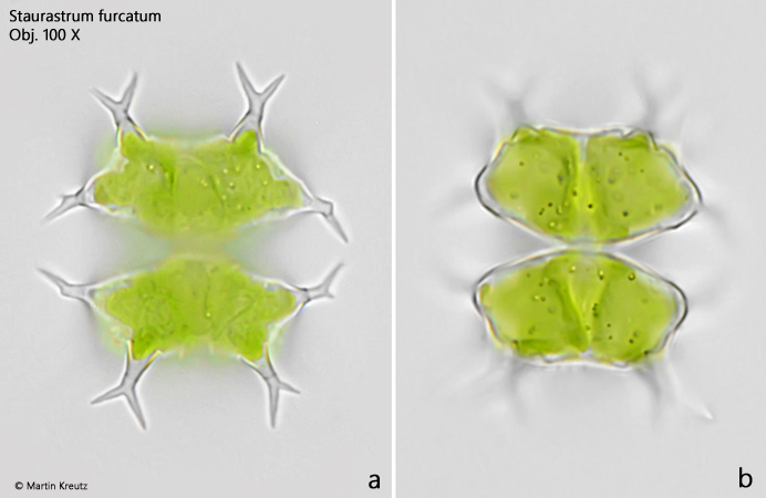 Staurastrum-furcatum
