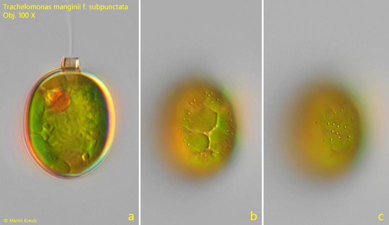 Trachelomonas-manginii-f-subpunctata