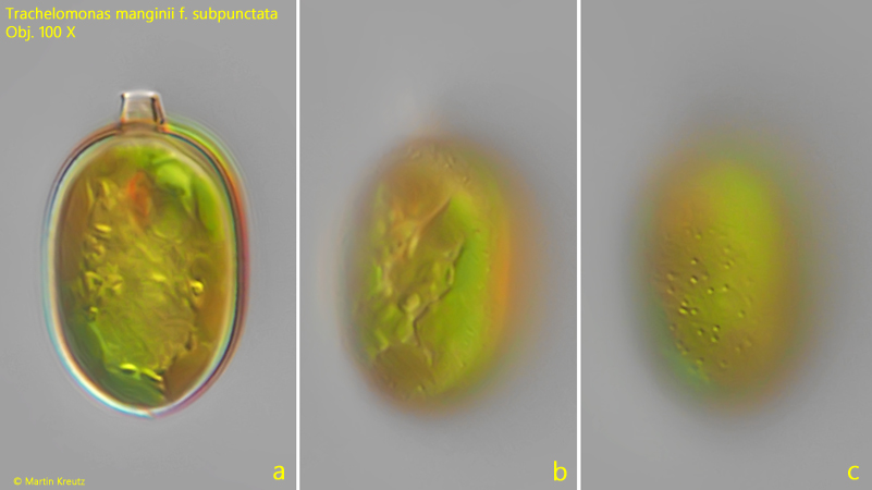 Trachelomonas-manginii-f-subpunctata