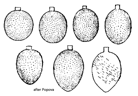 Trachelomonas-manginii-f-subpunctata
