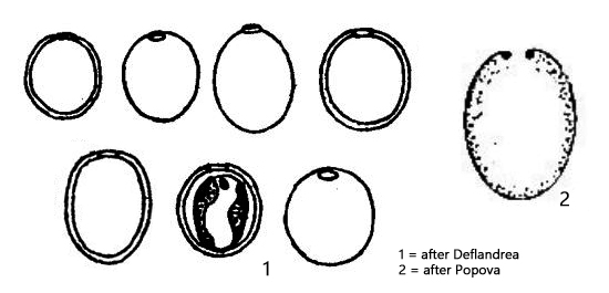 Trachelomonas-oblonga