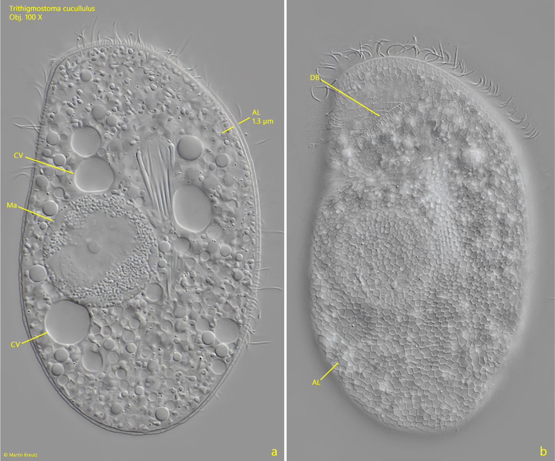 Trithigmostoma-cucullulus