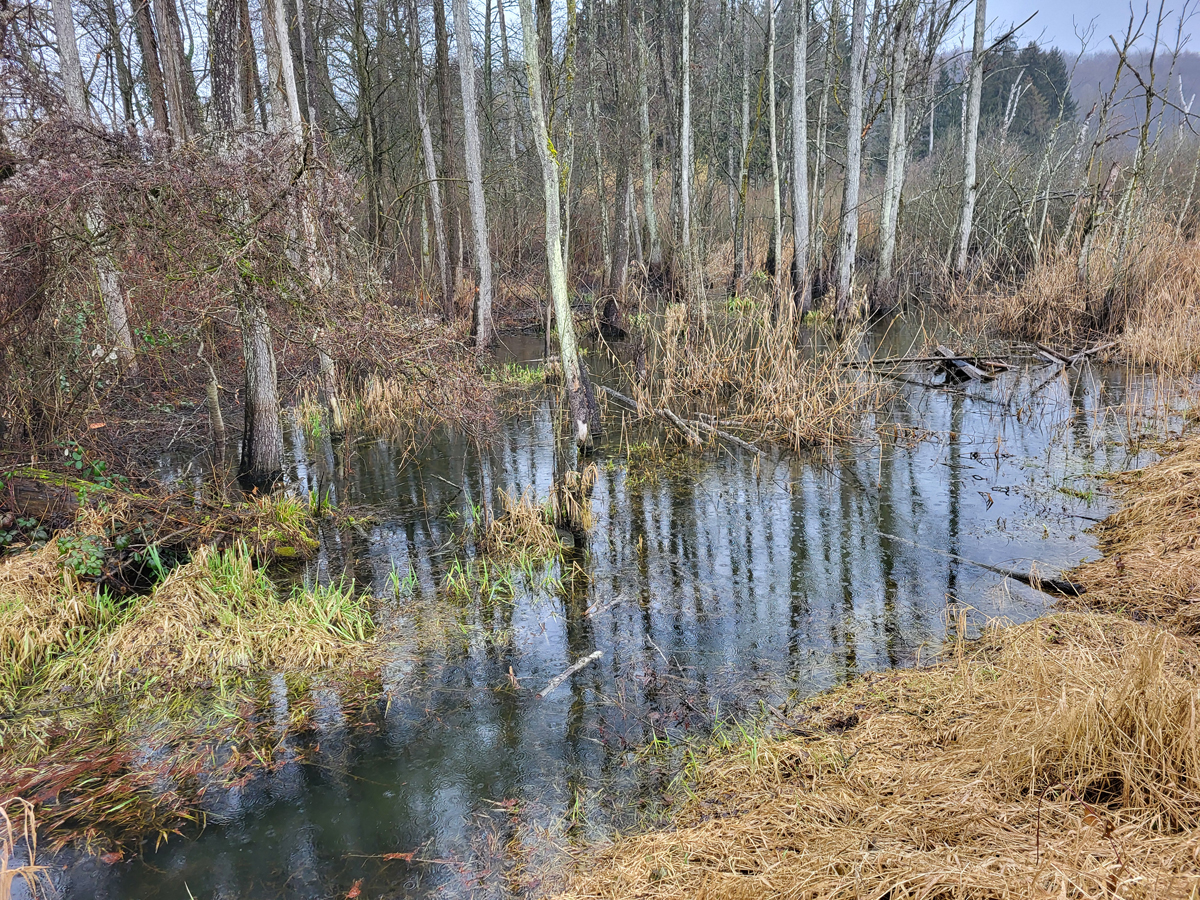 Ziegelhof pond, Feb. 2025