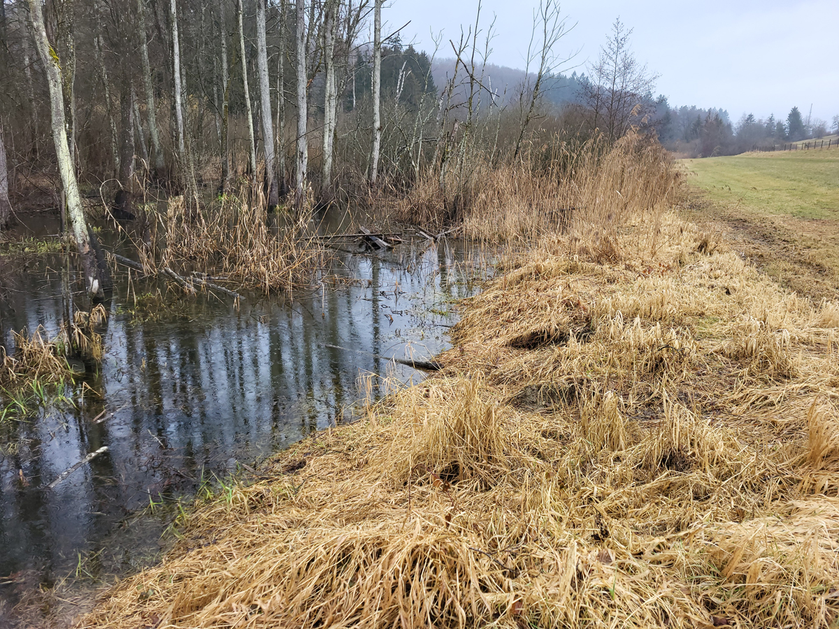 Ziegelhof pond, Feb. 2025
