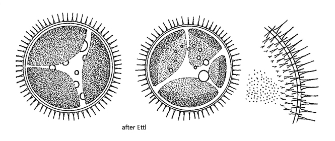 Acanthochloris-scherffelii