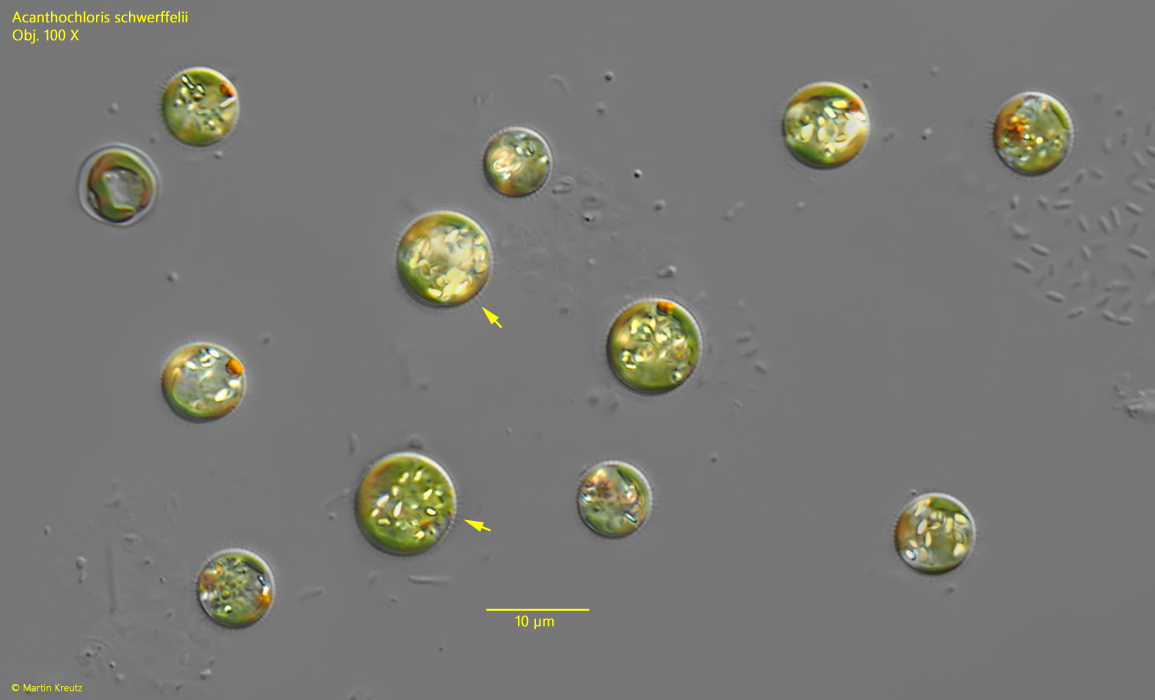 Acanthochloris-scherffelii
