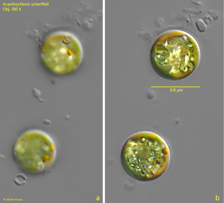 Acanthochloris-scherffelii