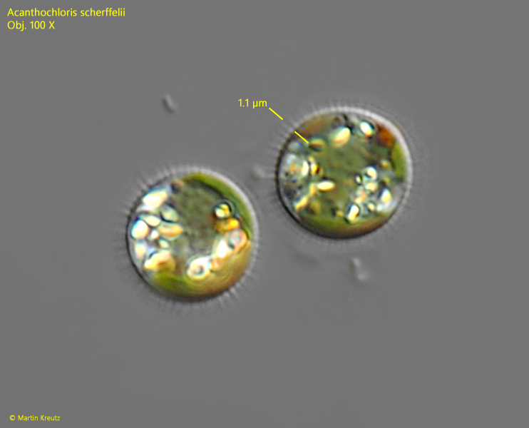 Acanthochloris-scherffelii