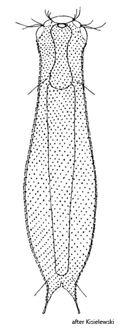 Aspidiophorus-bibulbosus