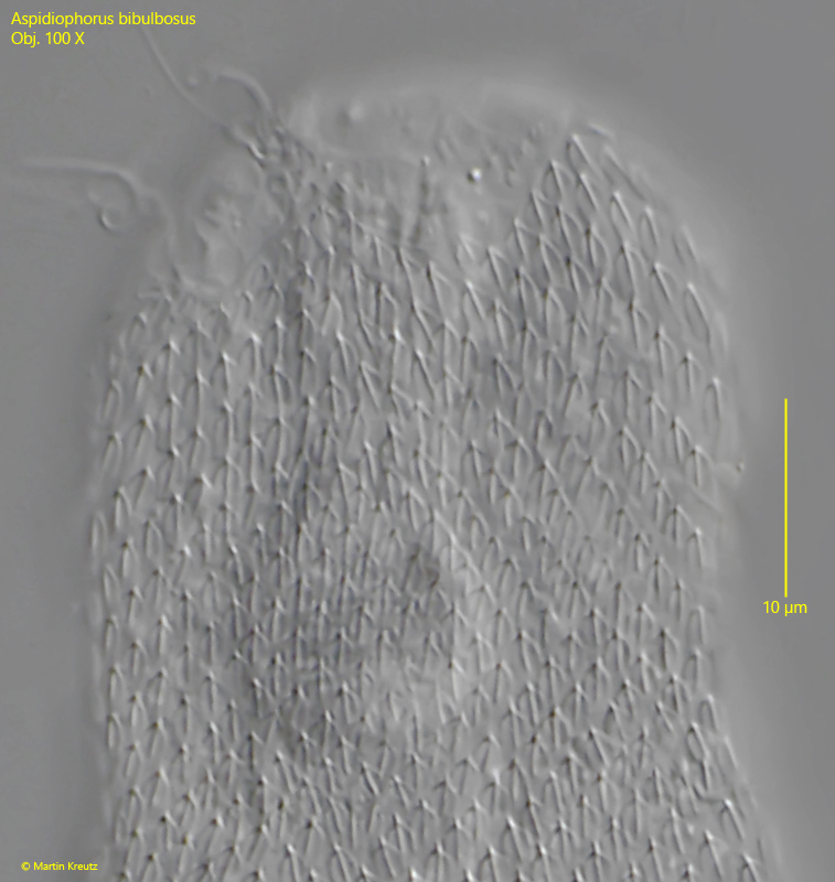 Aspidiophorus-bibulbosus