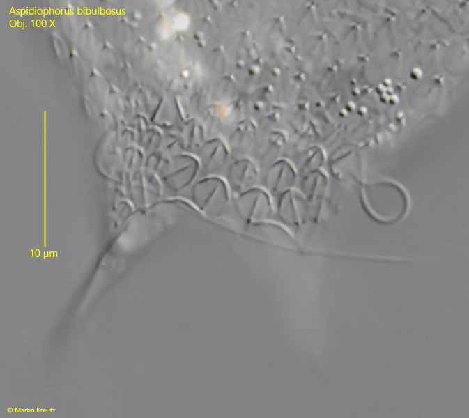 Aspidiophorus-bibulbosus