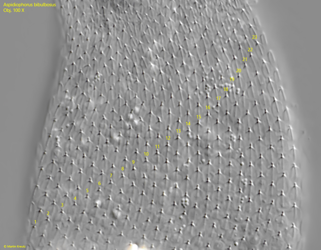 Aspidiophorus-bibulbosus