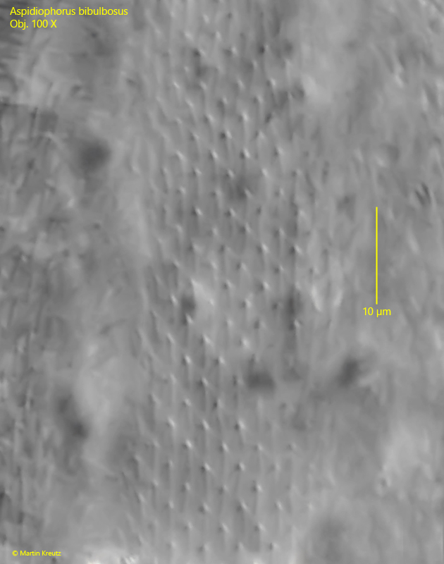 Aspidiophorus-bibulbosus