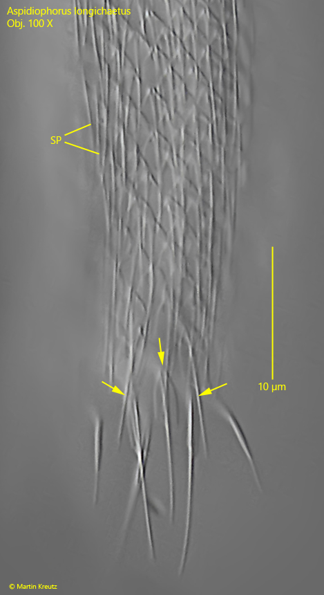Aspidiophorus-longichaetus