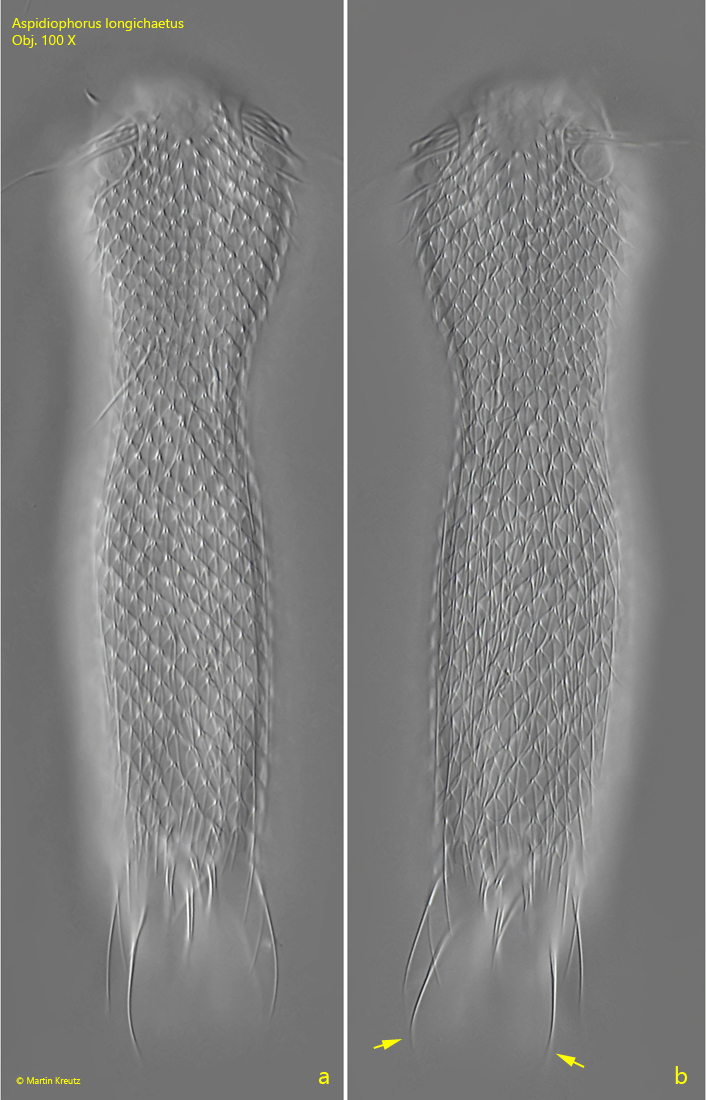 Aspidiophorus-longichaetus