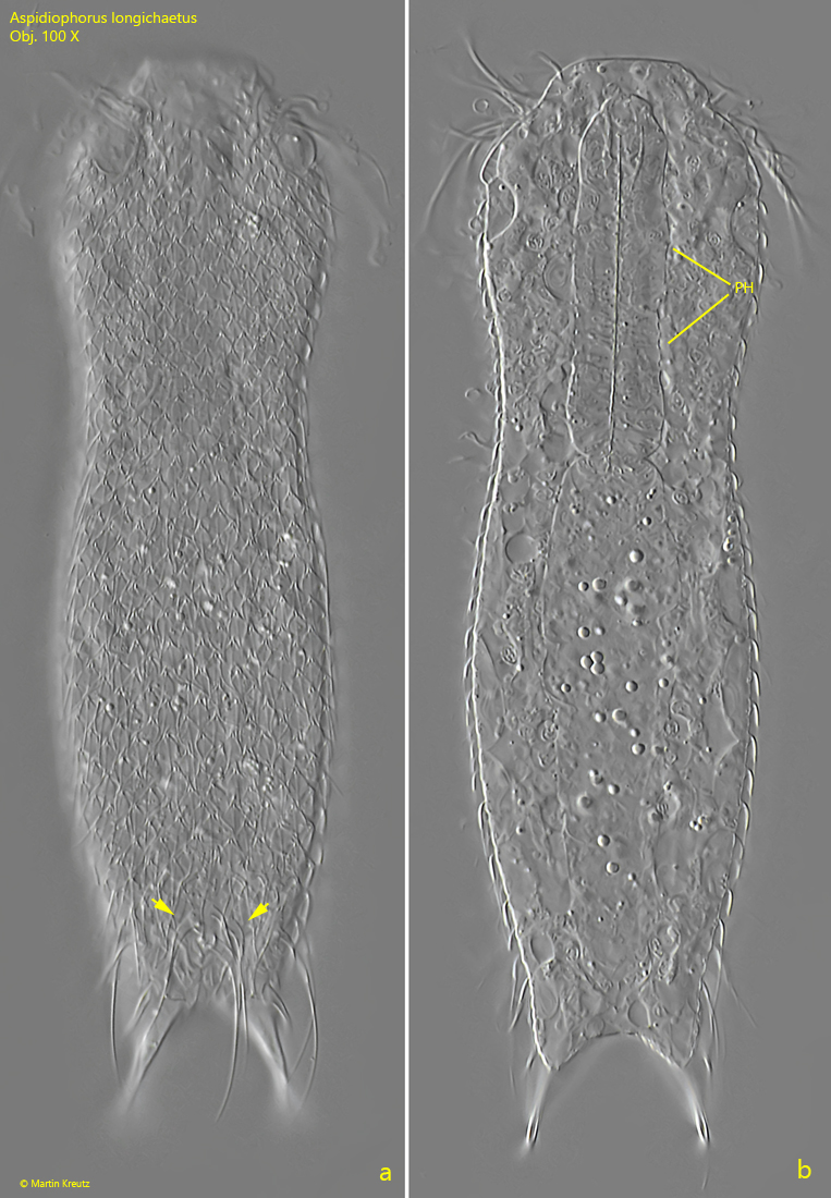 Aspidiophorus-longichaetus