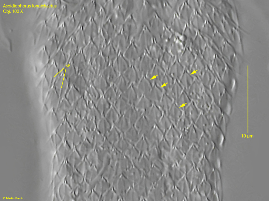 Aspidiophorus-longichaetus