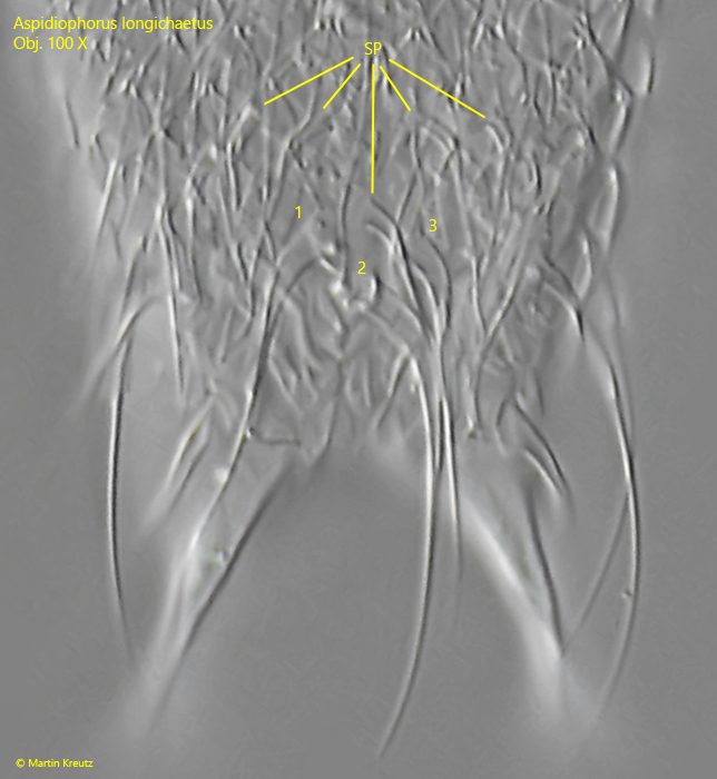 Aspidiophorus-longichaetus