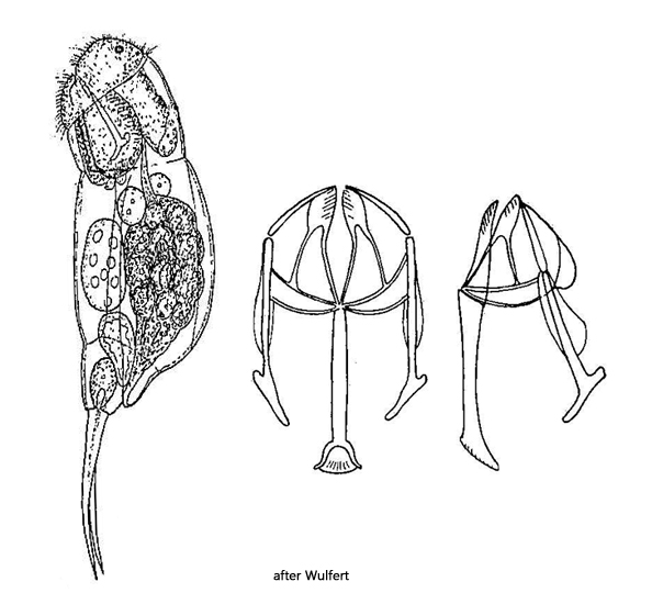 Cephalodella-gibba
