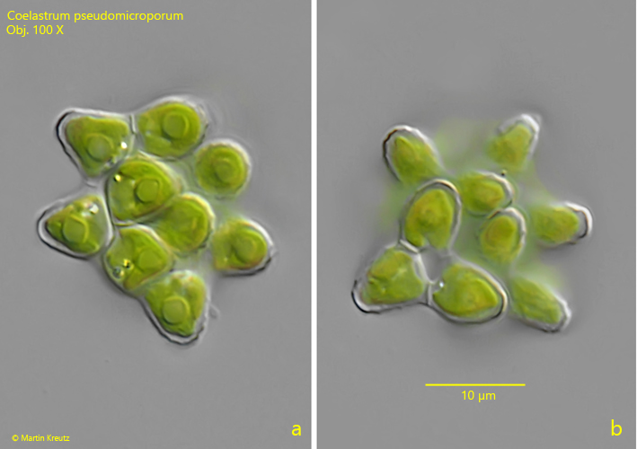Coelastrum-pseudomicroporum