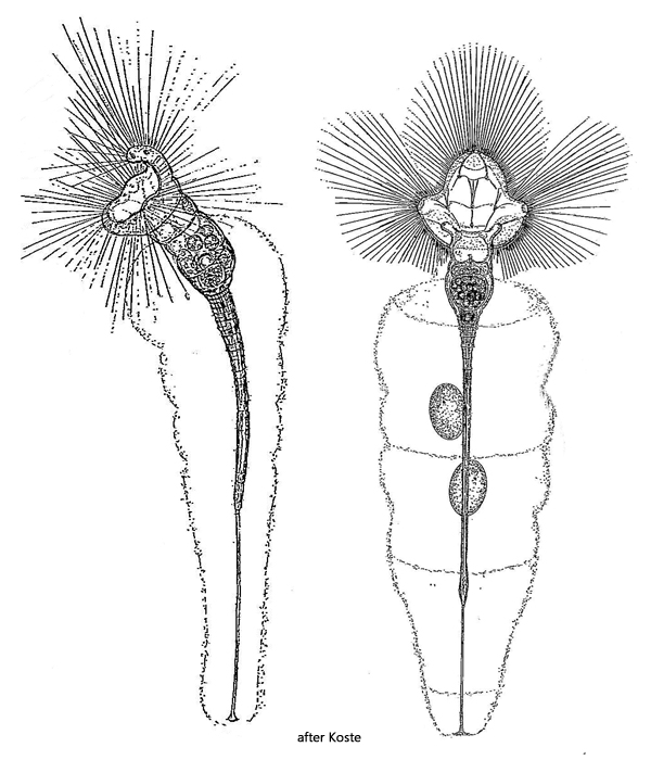 Collotheca-campanulata