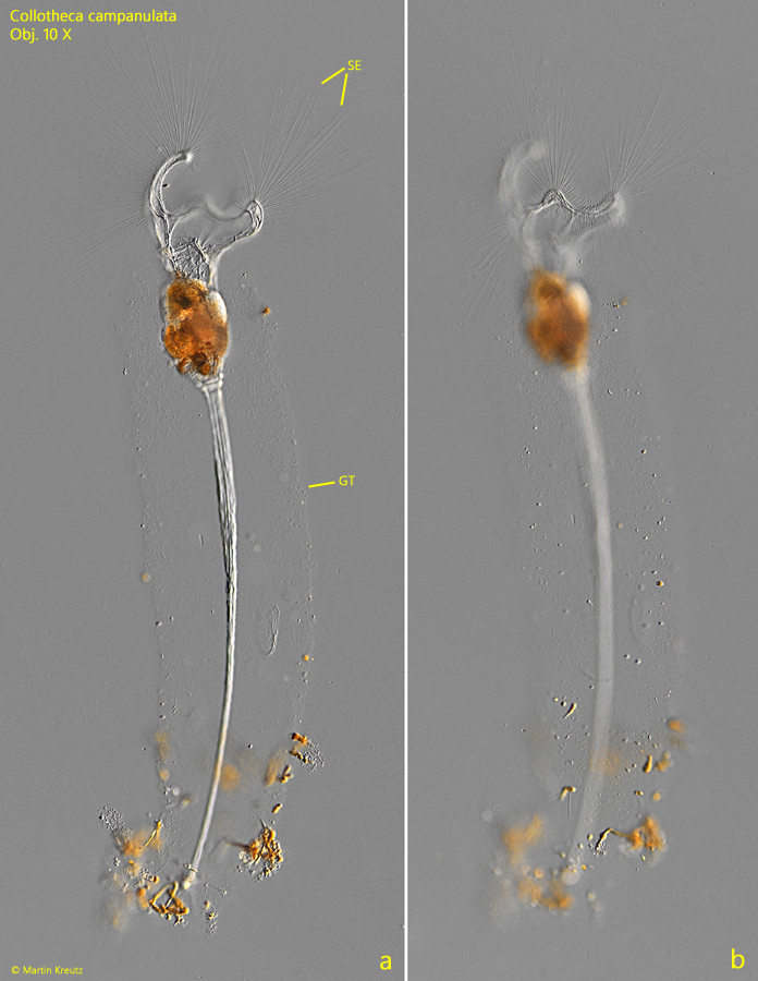 Collotheca-campanulata