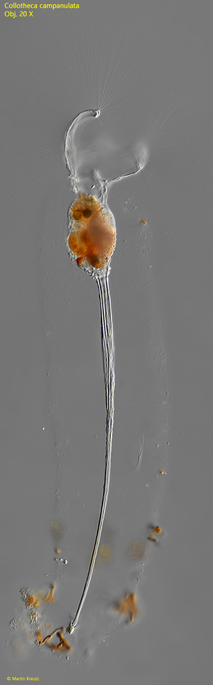 Collotheca-campanulata