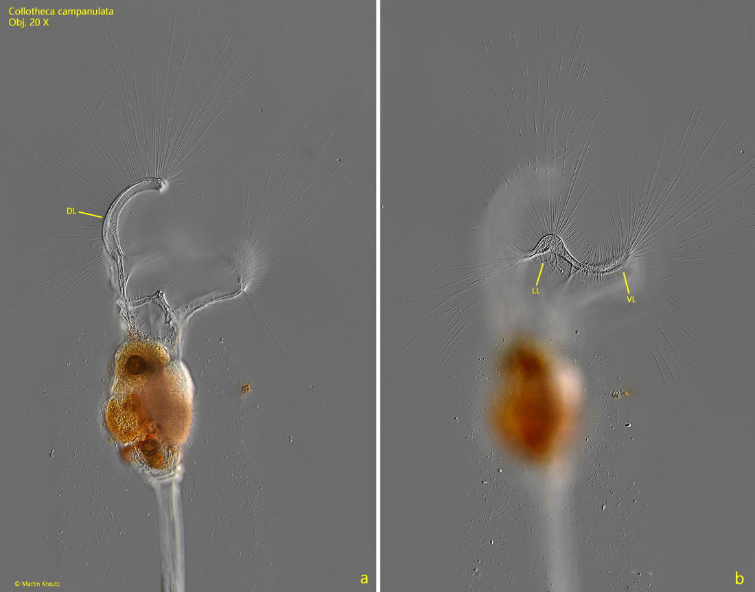 Collotheca-campanulata